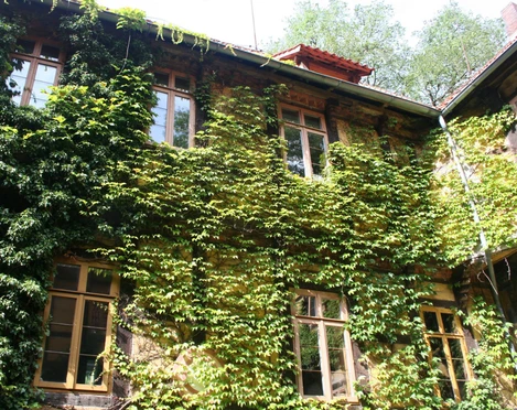 Rittergut Brokeloh Historisches Gebäude von Efeu überwuchert, mit vielen Fenstern und rotem Dach, umgeben von Bäumen.