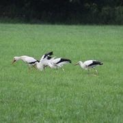 In einer grünen Wiese suchen vier Weißstörche nach Nahrung, während sie gemächlich schreiten.