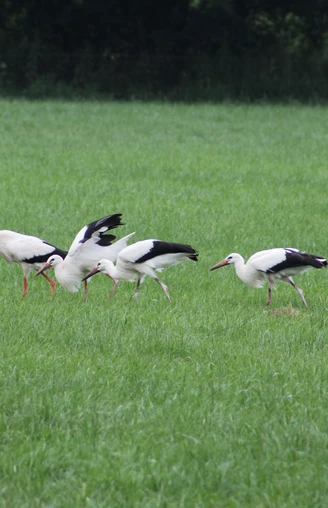 In einer grünen Wiese suchen vier Weißstörche nach Nahrung, während sie gemächlich schreiten.