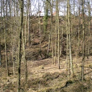 Gohfelder Schweiz Waldgebiet in sanftem Hang, von lichten Baumstämmen durchzogen unter einem klaren blauen Himmel.