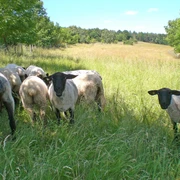Eiberg - Schafe Eine Gruppe von Schafen grast friedvoll auf einer grünen Wiese am Eiberg, umgeben von Bäumen.