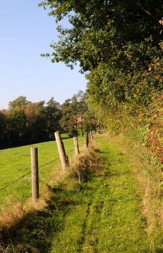 Ein schmaler, grasbewachsener Pfad schlängelt sich entlang eines Weidezauns, gesäumt von Bäumen und Büschen.