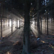 Zu mystischen Stätten Sonnenstrahlen brechen durch dichten Wald, schaffen eine mystische Atmosphäre im Halbschatten.