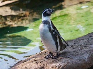 Pinguin