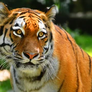 Sibirischer Tiger im Zoo Hoyerswerda
