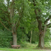 Zwei stattliche Eichen mit grünen Blättern stehen neben einer Parkbank am Waldweg in Istrup.