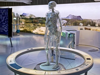 Gläserner Neandertaler