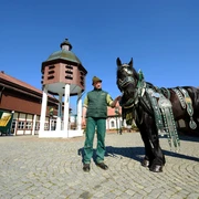 Brauereipferd