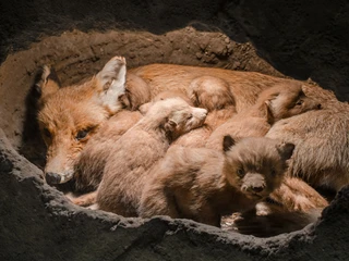 Fuchsbau