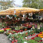 Achimer Wochenmarkt Stände auf dem Achimer Wochenmarkt bieten bunt blühende Blumen, frisches Gemüse und lebhafte Atmosphäre.