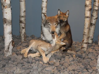 Museum Wolfcenter Ausstellung Eine Wolfsmutter mit zwei Jungen, umgeben von Birkenstämmen, vor einem steinigen Hintergrund.