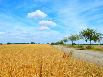 Lutherweg bei Schildau