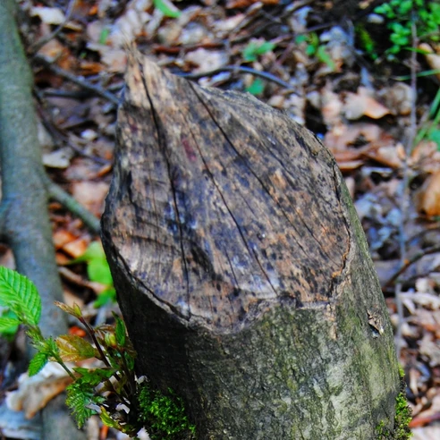 Biberspuren