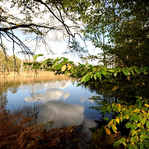 Presseler Heidewald und Moorgebiet