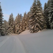 Winterwald