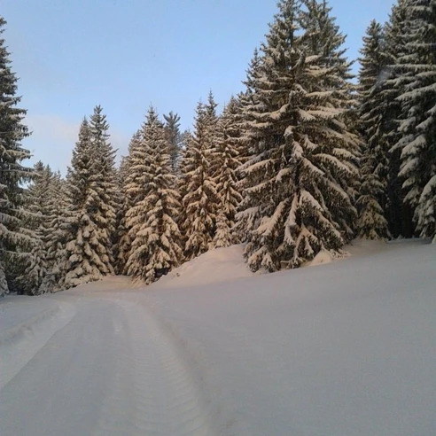 Winterwald