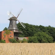 Hoya Windmühle Hoyerhagen Historische Windmühle mit großen Flügeln, umgeben von grünen Bäumen und einem reifen Weizenfeld.