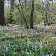 Lerchenspornblüte in der Alhuser Ahe Bunte Lerchenspornblüten bedecken den Waldboden, umgeben von hohen Bäumen und frühlingshaftem Laub.