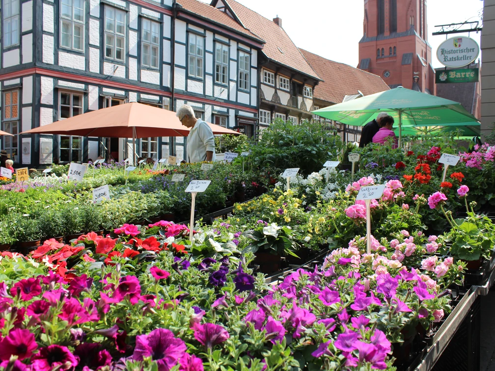 Wochenmarkt Nienburg Blumenstände voller bunter Blüten vor historischen Fachwerkhäusern auf dem Nienburger Wochenmarkt.