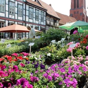 Wochenmarkt Nienburg Blumenstände voller bunter Blüten vor historischen Fachwerkhäusern auf dem Nienburger Wochenmarkt.