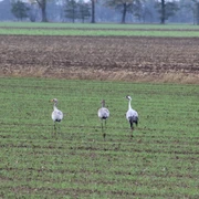 Kraniche im Lichtenmoor Drei Kraniche stehen auf einem weiten, grünen Feld im Lichtenmoor unter einem bewölkten Himmel.
