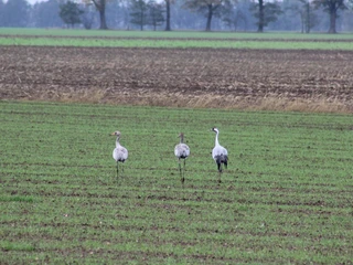 Kraniche im Lichtenmoor Drei Kraniche stehen auf einem weiten, grünen Feld im Lichtenmoor unter einem bewölkten Himmel.