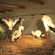 Westfälisches Storchenmuseum Windheim Vier Weißstörche in einem Museum, auf einem großen Nest unter einer Holzdecke präsentiert.