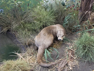 Ein Fischotter liegt im Gras eines naturgetreuen Geheges, umgeben von Pflanzen und Holzstücken.