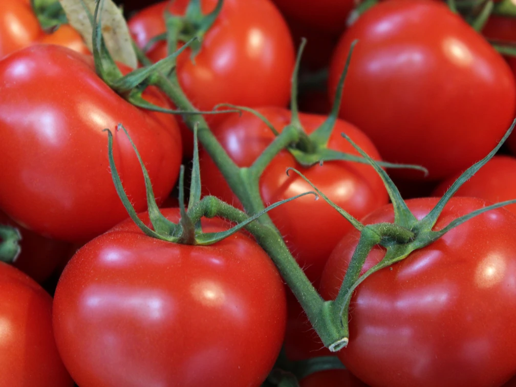 Wochenmarkt Gemüse Frische rote Tomaten mit sattem Grün liegen dicht beieinander und strahlen im natürlichen Licht.