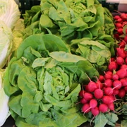 Wochenmarkt  Frisch geerntete Salatköpfe, knackige Radieschen und Chinakohl liegen in appetitlichen Reihungen.