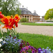 Tulpen im Lustgarten