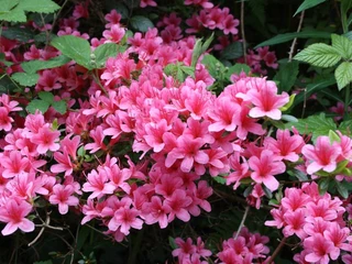 Blühende Natur auf dem Hutberg in Kamenz