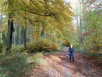 Ein Spaziergänger mit Hund auf einem herbstlichen Waldweg, gesäumt von bunt gefärbten Bäumen.