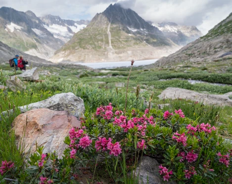 Alpenrosen in der Märjela am Grossen Aletschgletscher Alpenrosen in der Märjela am Grossen Aletschgletscher