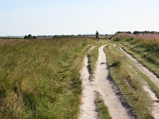 Fahrradweg in der Braderuper Heide