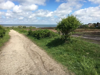 Fahrradweg in der Braderuper Heide