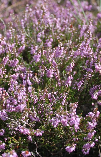 blühende Heide