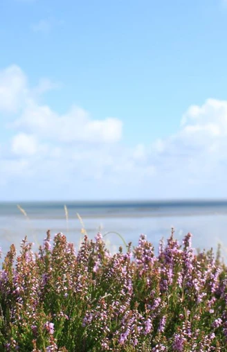 Braderuper Heide am Wattenmeer