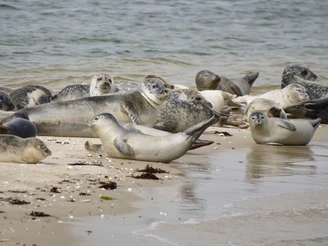 Seehunde finden einen ruhigen Rastplatz auf Uthörn.