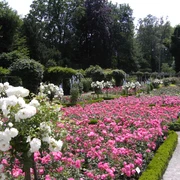 Rosengarten Rheda vor der Neugestaltung PICT0473.JPG