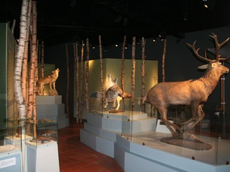 Wolfcenter Dörverden Naturgetreue Wölfe und ein Hirsch in einer modernen Wald-Ausstellung im Wolfcenter Dörverden.