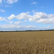 Weizenfeld Weites Weizenfeld unter blauem Himmel mit vereinzelten Wolken, Horizont mit Bäumen begrenzt.