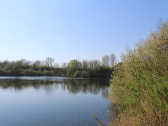 Badesee "Die Rolle" Ruhiger Badesee umgeben von Bäumen, klare Spiegelung im Wasser und ein strahlend blauer Himmel.
