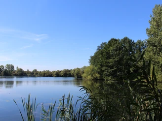 Am Haaken Werder Ein ruhiger See mit klarer Wasseroberfläche, umgeben von dicht bewachsenen Bäumen und blauem Himmel.