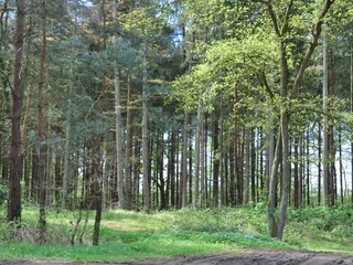 Bäume braucht das Land