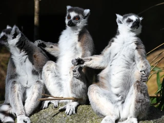 Wingster Waldzoo - drei Kattas Drei Kattas sitzen nebeneinander auf einem Felsen im Sonnenlicht im Wingster Waldzoo.