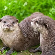 Zoo in der Wingst_Paar Zwergotter Zwei Zwergotter im Wingster Zoo