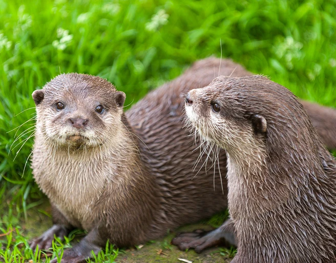 Zoo in der Wingst_Paar Zwergotter Zwei Zwergotter im Wingster Zoo