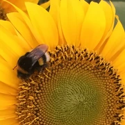 Imkermuseum Thedinghausen Eine Hummel sitzt auf einer strahlend gelben Sonnenblume, saugt Nektar und verleiht ihr Leben.