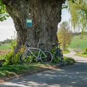 Alte_Linde alte-linde
